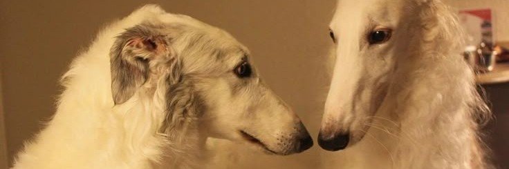 AwoofBoof 🐾's banner
