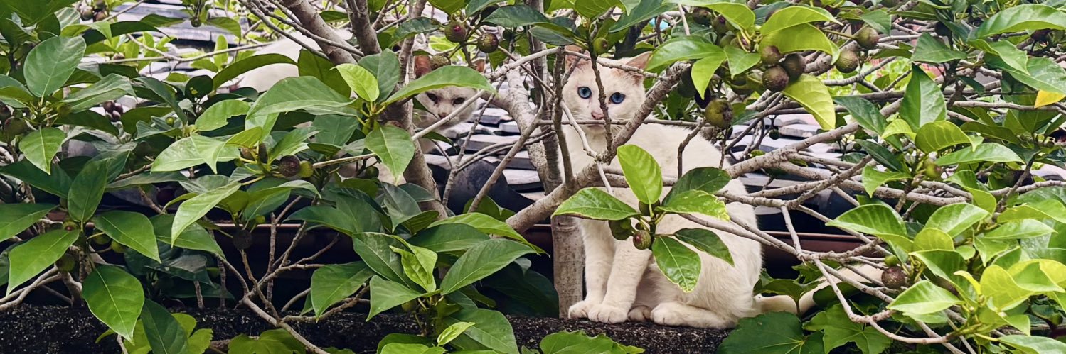 保護猫シェルター泥猫倶楽部's banner