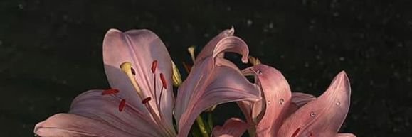 Ayça''s banner