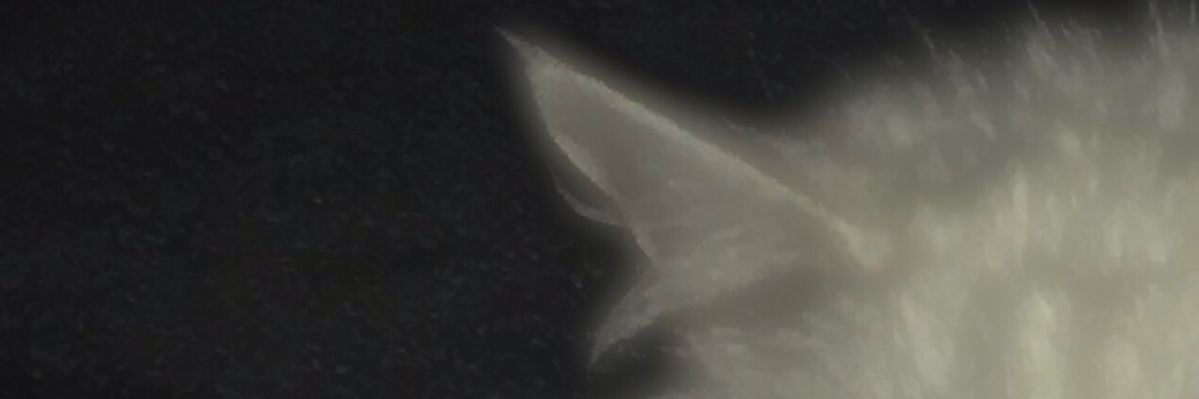 FD라라's banner