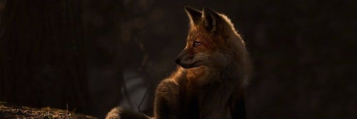 Føxxø's banner