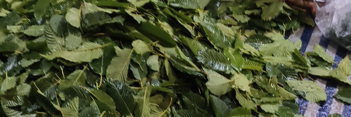 ป.เปิ้ล's banner