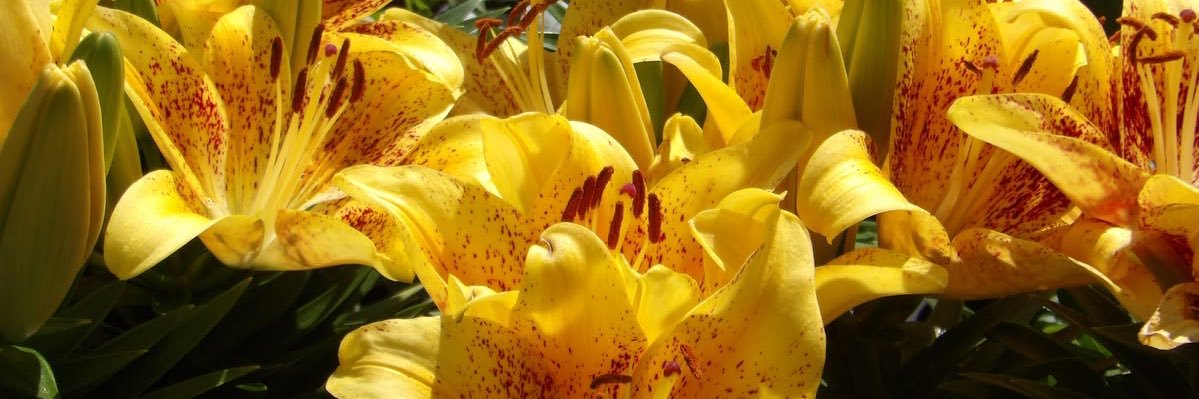 Blair | Findom 🌼's banner