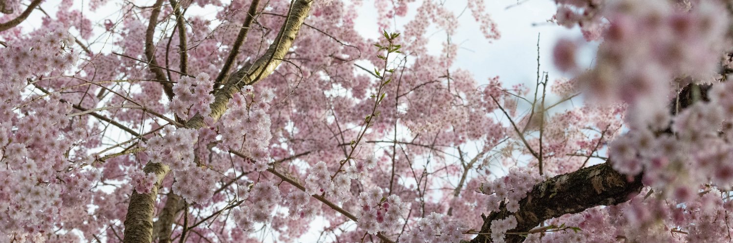 Joshfawx's banner