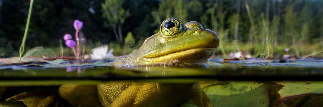 Frog's banner