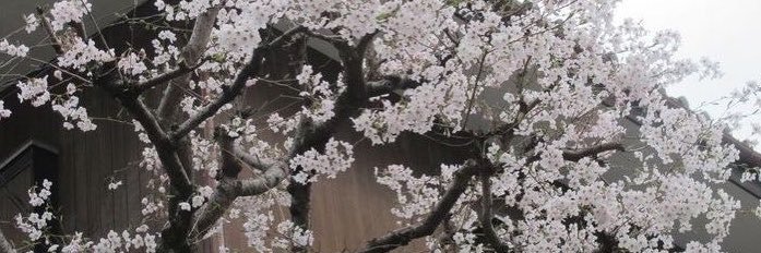 ⋆𐙚 ̊. lu ♡’s satoru's banner