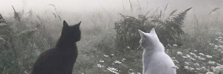 Cԋαxҽɱ🐾's banner