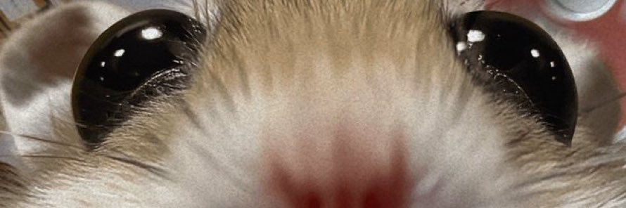 Rat 🎀's banner