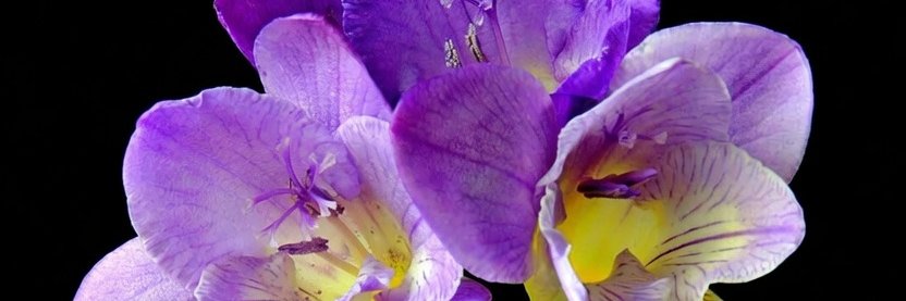 ✿freesia✿'s banner