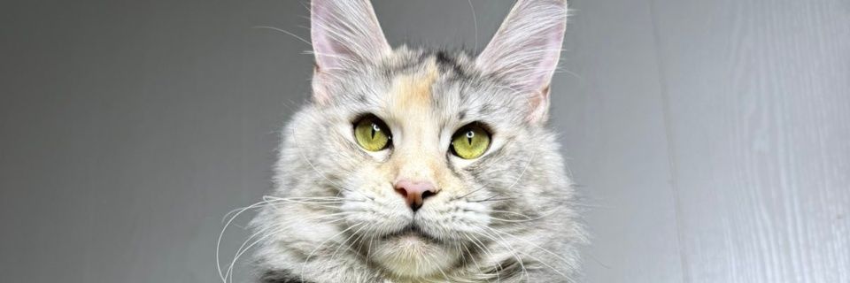 CAT LOVERS's banner