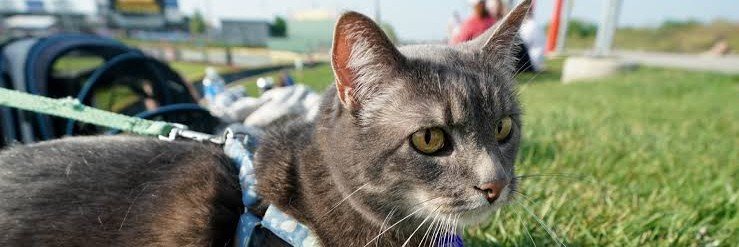 MEOWSTORM's banner