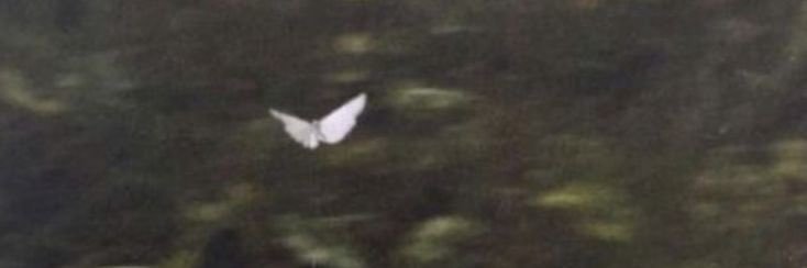 elyfae ୭'s banner
