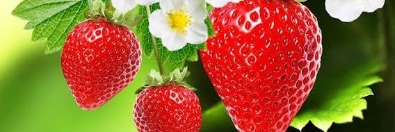Strawberry's banner