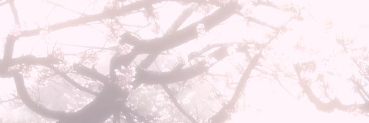 Nana 🐈's banner
