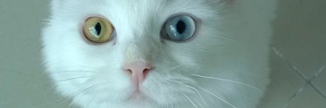 .'s banner