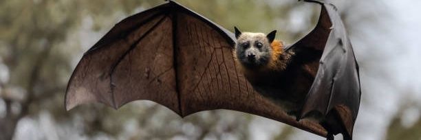 Bat 🦇's banner
