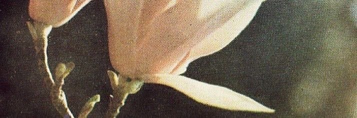 vivi 🪽's banner