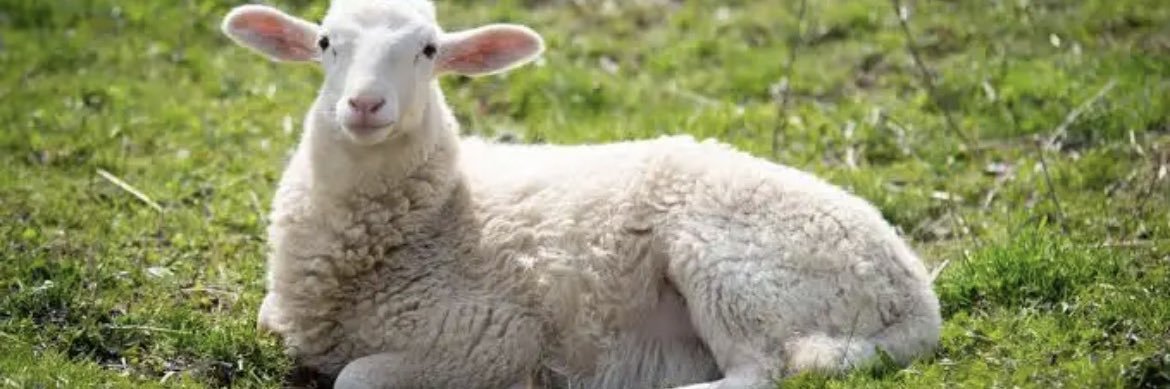 sheep's banner