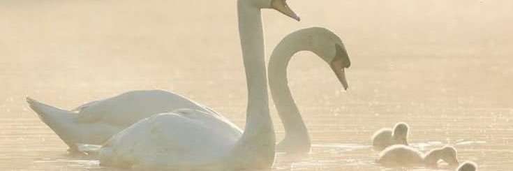 baby lady boy Riyadh💦's banner