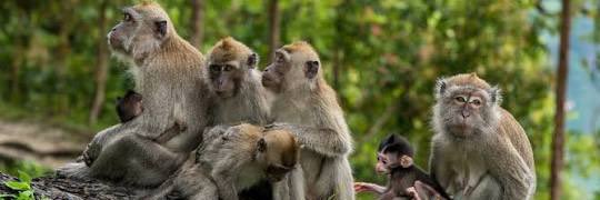 Monkey Core🐒's banner