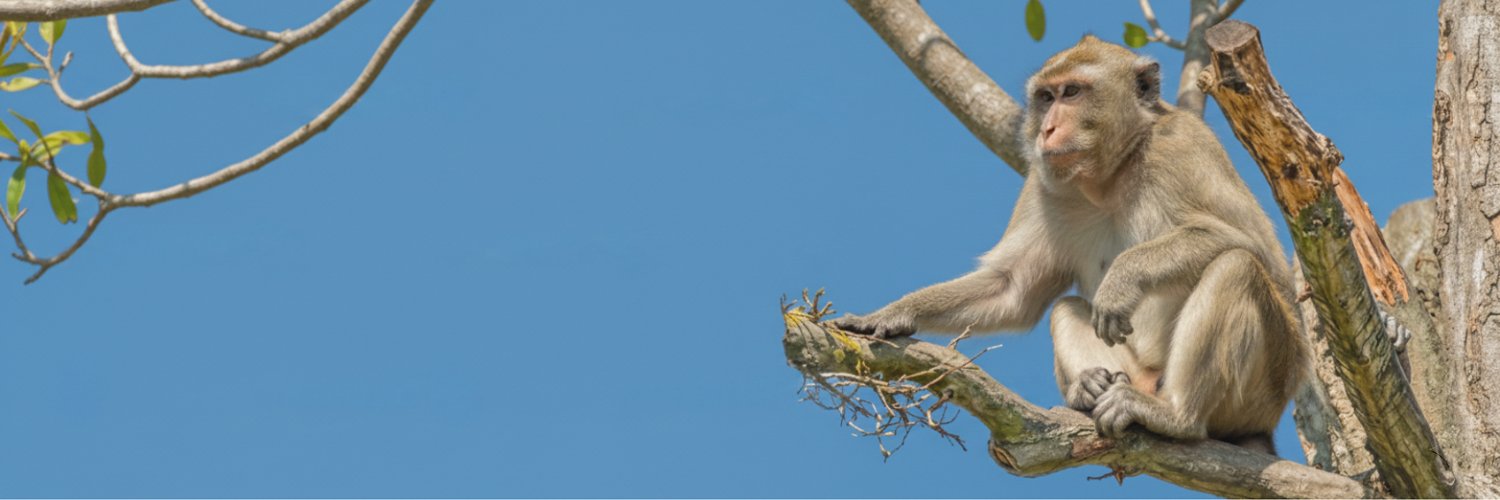 Monkey's banner