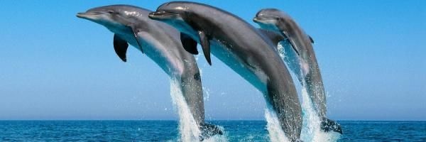 Oceaiiia 🦈🐟's banner