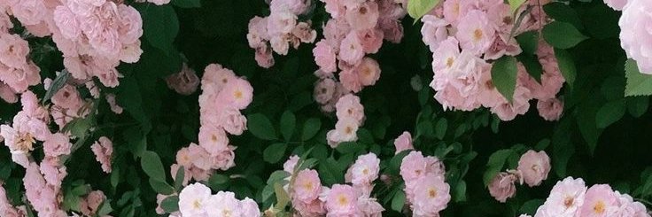 blueberry's banner