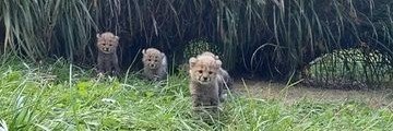 Nature animal clip's banner