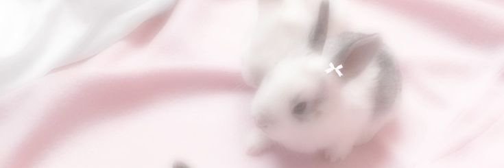 ℒ𝒾𝓏🎀🪽's banner