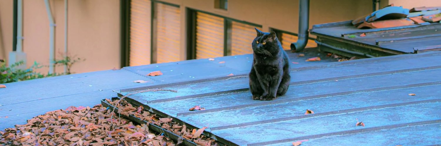 🐈毎日猫動画's banner
