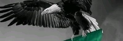 وجائكم بيان من الجزائر فاستعدوا's banner