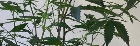 Youngspace's banner