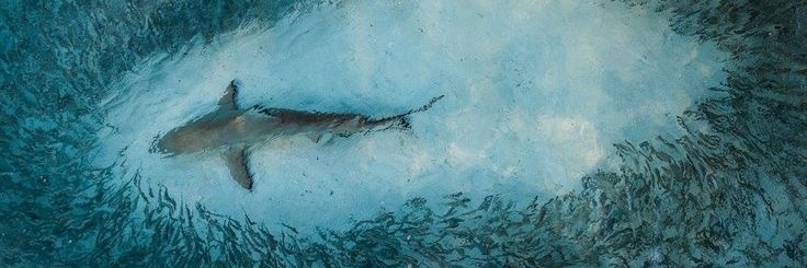 Ocean Diversity's banner