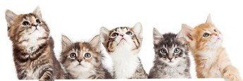 cat with sass's banner
