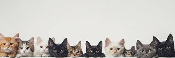 Cat🐾's banner