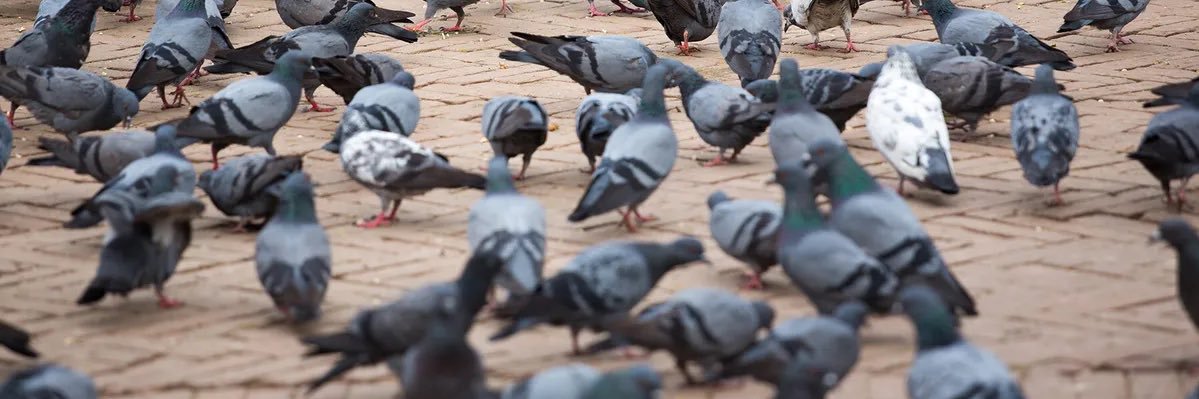 pigeon's banner