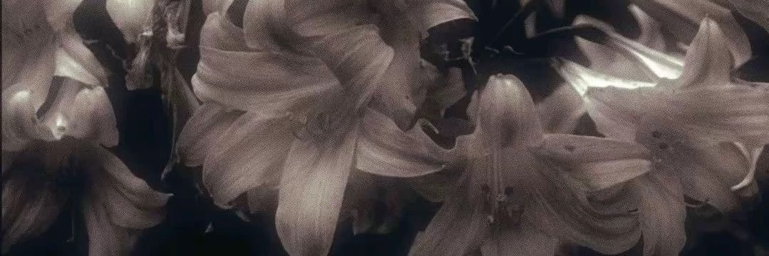 🌸✨'s banner