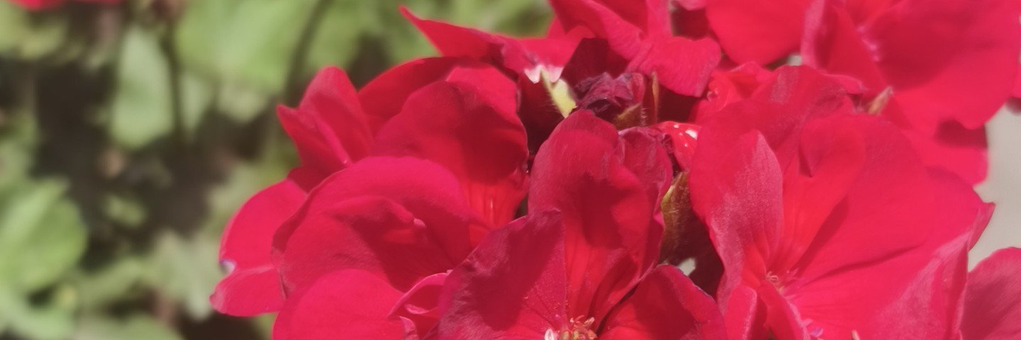 Girl_2605's banner
