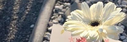zee's banner