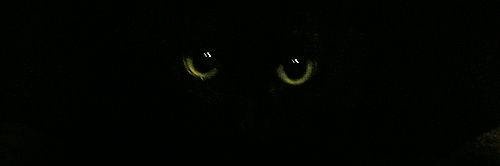 伸羅猫 _z's banner
