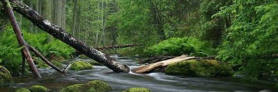 Nature Tide's banner