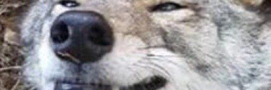 Kipp the Wolf 🔜 MFF's banner