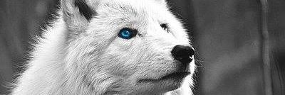Lobo Branco's banner