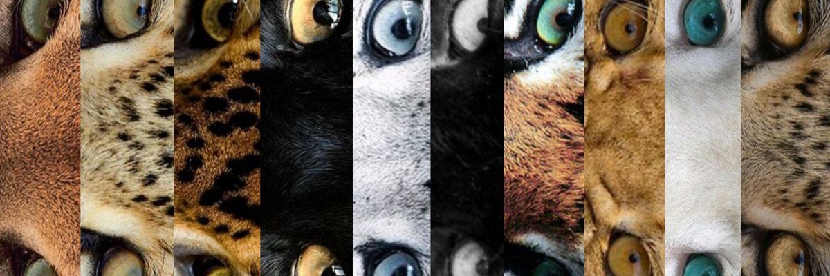 𝕎ild 𝕄oments's banner