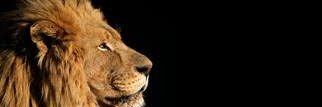 مهيمن's banner