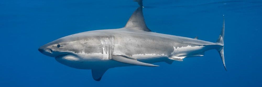 Shark's banner