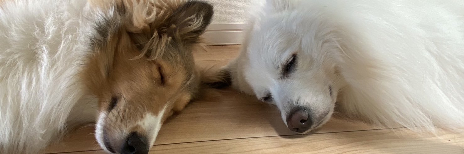 愛犬家ハル様's banner