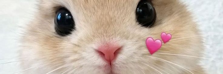 Popularrabbit's banner