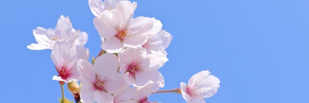 桜's banner