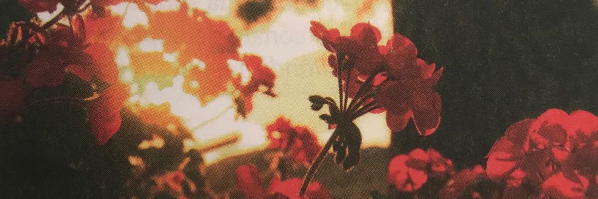 Lia ✮⋆˙ CVR's banner